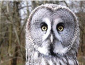 Turkmenian Eagle Owl at Thorp Perrow, UK : r/Superbowl