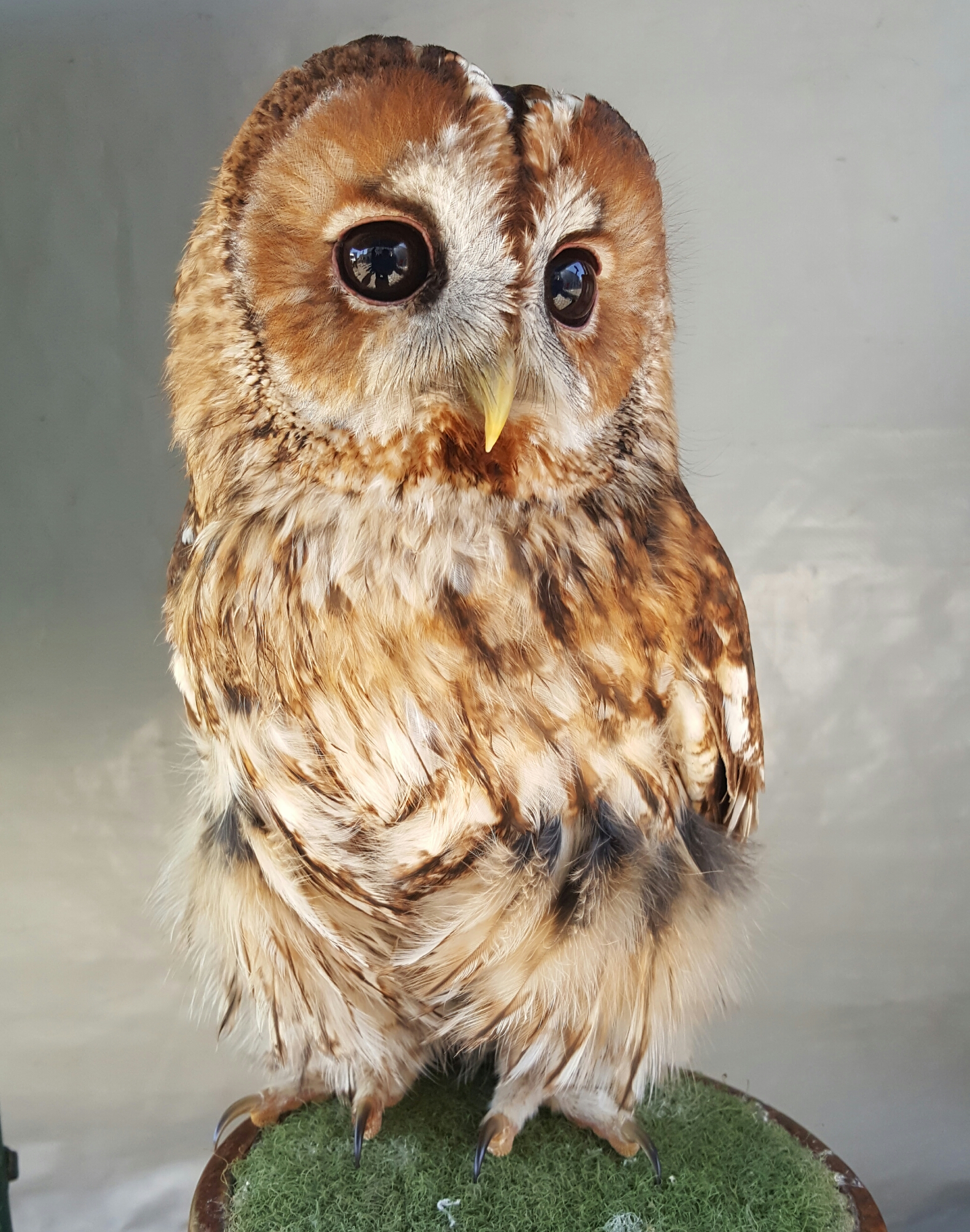 Turkmenian Eagle Owl at Thorp Perrow, UK : r/Superbowl