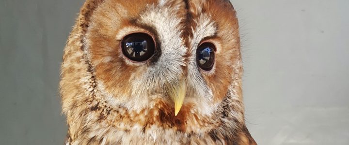 Turkmenian Eagle Owl at Thorp Perrow, UK : r/Superbowl