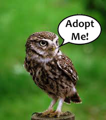 Adopt one of our birds!